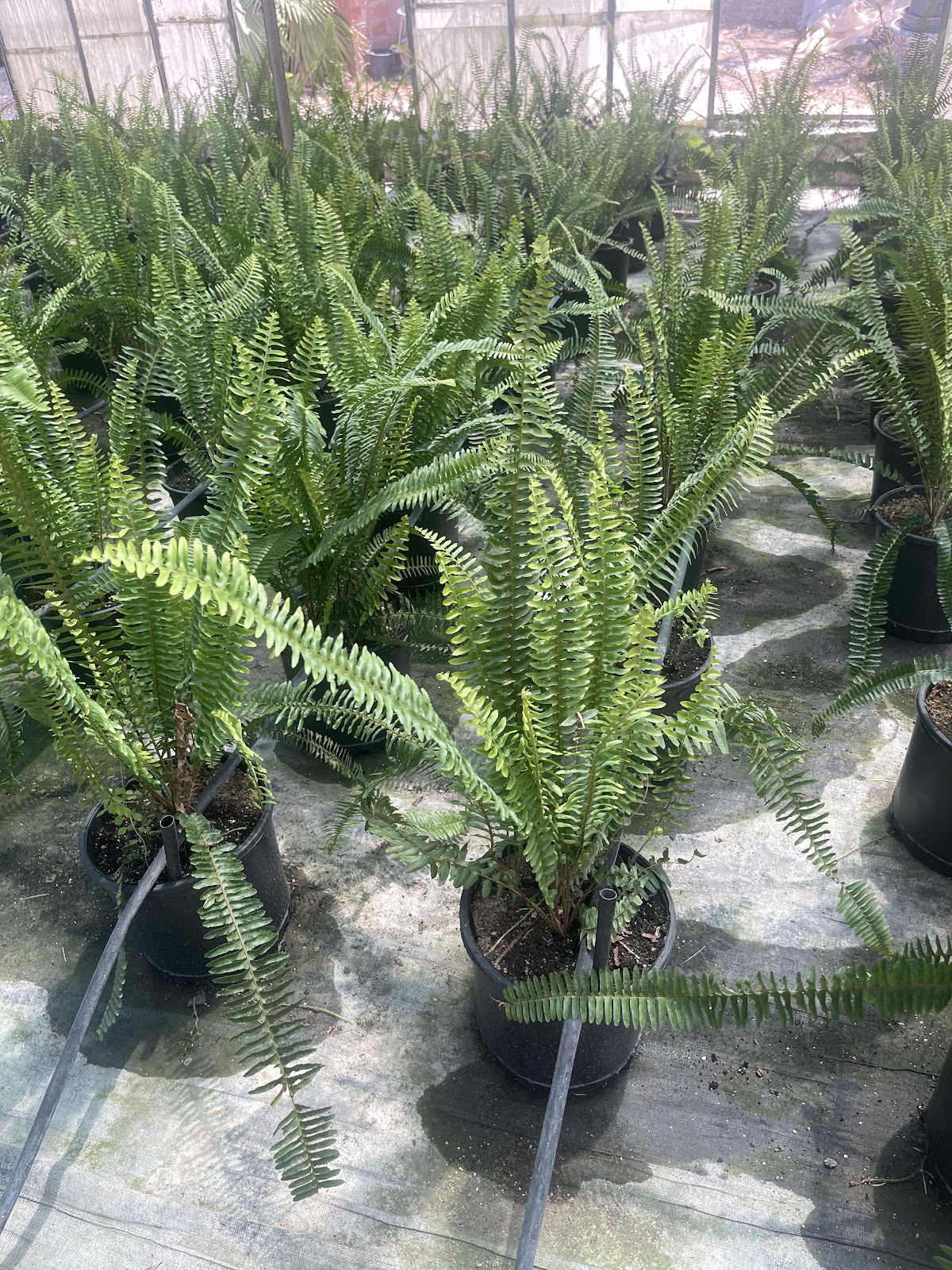 Terraform landscaping Yerel İşletme fotoğrafı 8